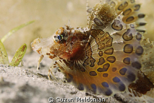 Juvenile Band Tail Sea Robin. Size of a quarter. by Suzan Meldonian 